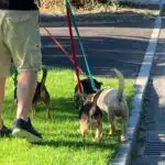 Jayne Cares - best dog walker in Harrietsham