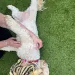 Tiggi getting a lovely tummy rub from Jayne