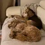 Winnie & Rosie, the epitome of chilled dogs...