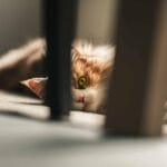 Jayne Cares - cat sitting